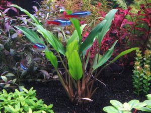 Хомаломена Секадау Саут (Homalomena sp. Sekadau South) меристемная