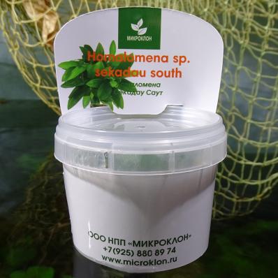 Хомаломена Секадау Саут (Homalomena sp. Sekadau South) меристемная