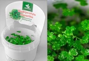 Гидрокотила трипартита  (Hydrocotyle tripartita)  меристемная
