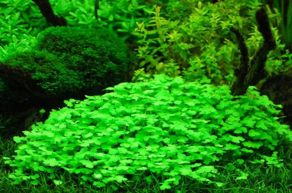 Гидрокотила трипартита  (Hydrocotyle tripartita)  меристемная