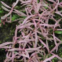 Гигрофила Арагуая (Hygrophila lancea Araguai) меристемная