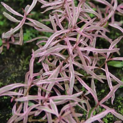 Гигрофила Арагуая (Hygrophila lancea Araguai) меристемная