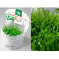 Мох Стринги или Лептодиктиум рипариум Стринги (Leptodictyum riparium Stringy) меристема