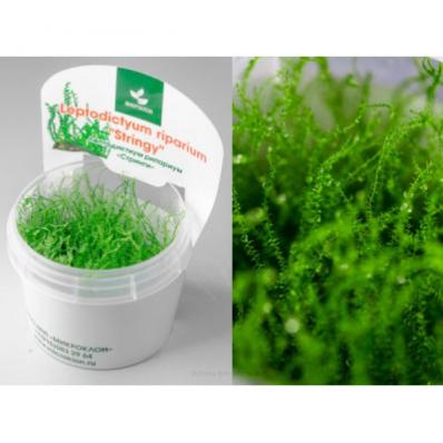 Мох Стринги или Лептодиктиум рипариум Стринги (Leptodictyum riparium Stringy) меристема