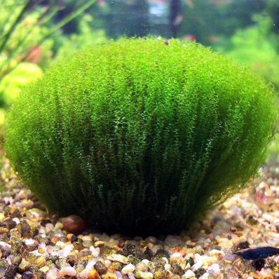 Мох Стринги или Лептодиктиум рипариум Стринги (Leptodictyum riparium Stringy) меристема