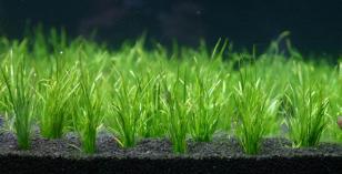 Лилаеопсис бразильский (Lilaeopsis brasiliensis) меристемный