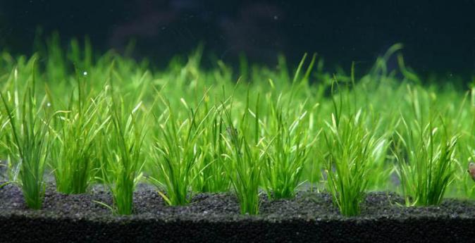Лилаеопсис бразильский (Lilaeopsis brasiliensis) меристемный