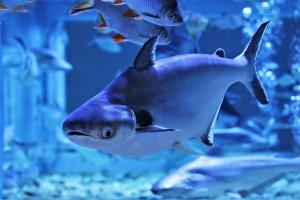 Сом Пангасиус Высокоплавничный (Pangasius sanitwongsei, англ. Paroon Shark).