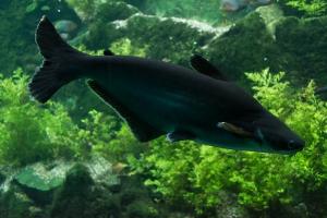 Сом Пангасиус Высокоплавничный (Pangasius sanitwongsei, англ. Paroon Shark).