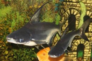 Сом Пангасиус Высокоплавничный (Pangasius sanitwongsei, англ. Paroon Shark).
