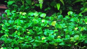 Папоротник Марсилия крената (Marsilea crenata ) меристемная