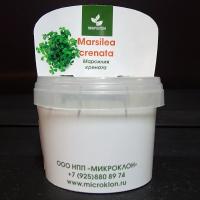 Папоротник Марсилия крената (Marsilea crenata ) меристемная