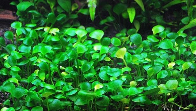 Папоротник Марсилия крената (Marsilea crenata ) меристемная