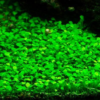 Папоротник Марсилия крената (Marsilea crenata ) меристемная