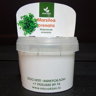 Папоротник Марсилия крената (Marsilea crenata ) меристемная