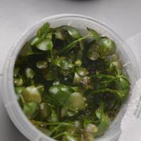 Папоротник Марсилия Хирсута (Marsilea hirsuta ) меристемная