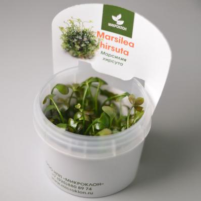 Папоротник Марсилия Хирсута (Marsilea hirsuta ) меристемная