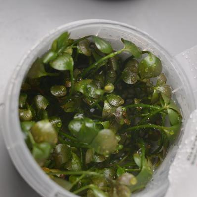 Папоротник Марсилия Хирсута (Marsilea hirsuta ) меристемная