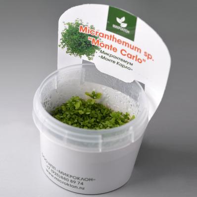 Микрантемум Монте Карло (Micranthemum tweediei Monte Carlo) меристемный
