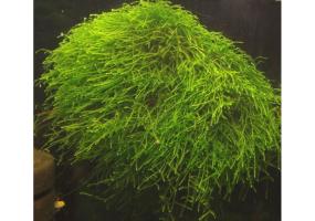 Мох Тамарассер  (Moss sp. Thamarassery) меристемный