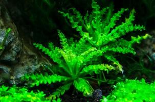 Погостемон Хелфера (Pogostemon helferi ) меристемный