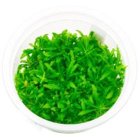 Погостемон Хелфера (Pogostemon helferi ) меристемный