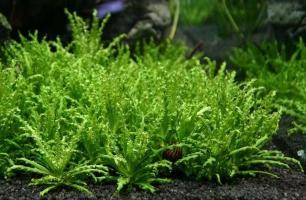 Погостемон Хелфера (Pogostemon helferi ) меристемный