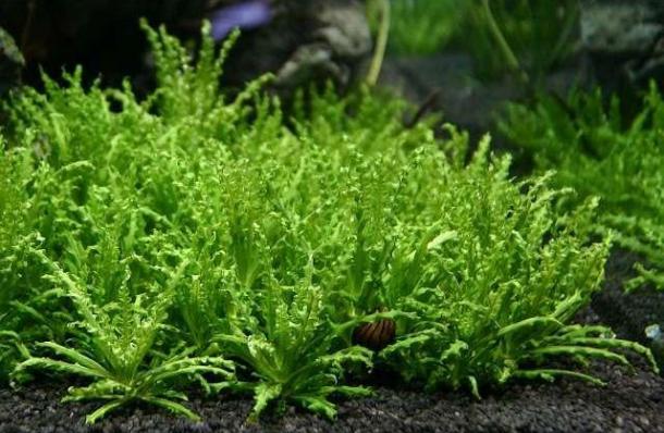 Погостемон Хелфера (Pogostemon helferi ) меристемный