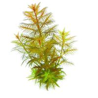 Прозерпинака палюстрис (Proserpinaca palustris ) меристемная