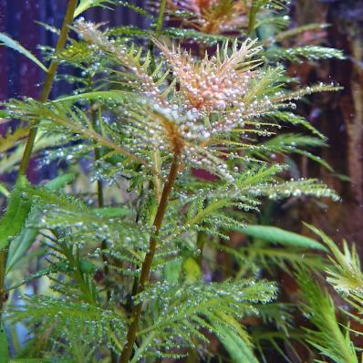 Прозерпинака палюстрис (Proserpinaca palustris ) меристемная