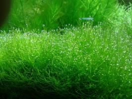 Мох Риччия плавающая (Riccia fluitans) меристемная