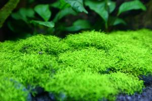 Мох Риччия плавающая (Riccia fluitans) меристемная