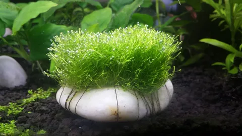 Мох Риччия плавающая (Riccia fluitans) меристемная