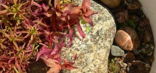 Ротала макрандра (Rotala macrandra) меристемная