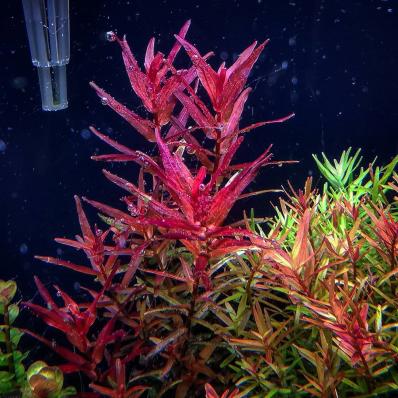 Ротала макрандра (Rotala macrandra) меристемная