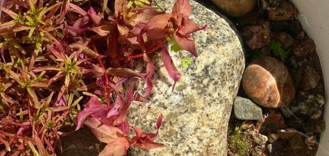 Ротала макрандра (Rotala macrandra) меристемная