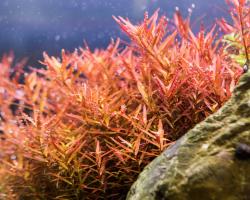 Ротала круглолистная H’Ra (Rotala rotundifolia "H'Ra) меристемная