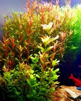 Ротала круглолистная H’Ra (Rotala rotundifolia "H'Ra) меристемная