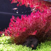 Ротала круглолистная H’Ra (Rotala rotundifolia "H'Ra) меристемная
