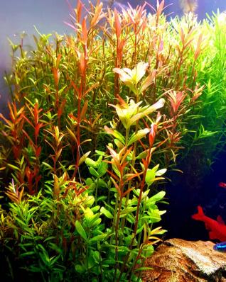 Ротала круглолистная H’Ra (Rotala rotundifolia "H'Ra) меристемная