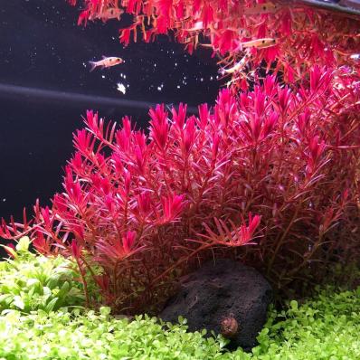 Ротала круглолистная H’Ra (Rotala rotundifolia "H'Ra) меристемная