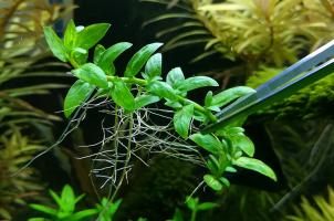 Стаурогин репенс (Staurogyne repens) меристемный