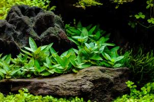 Стаурогин репенс (Staurogyne repens) меристемный