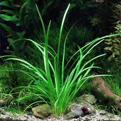 Стрелолист шиловидный или Сагиттария шиловидная (Sagittaria subulata) меристемный