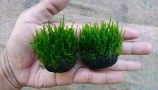 Мох пламя (Taxiphyllum sp., англ. Flame Moss) меристемный