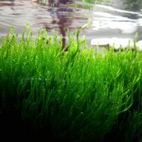 Мох пламя (Taxiphyllum sp., англ. Flame Moss) меристемный