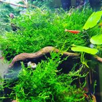 Мох пламя (Taxiphyllum sp., англ. Flame Moss) меристемный