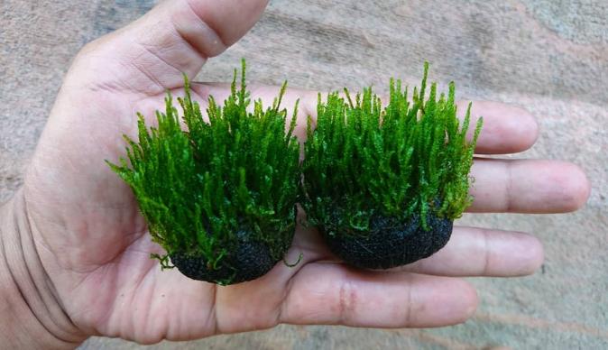 Мох пламя (Taxiphyllum sp., англ. Flame Moss) меристемный