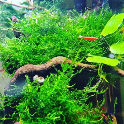 Мох пламя (Taxiphyllum sp., англ. Flame Moss) меристемный