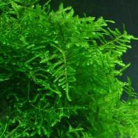 Мох Павлиний, Таксифиллум «Пиакок»  (Taxiphyllum sp. Peacock) меристемный